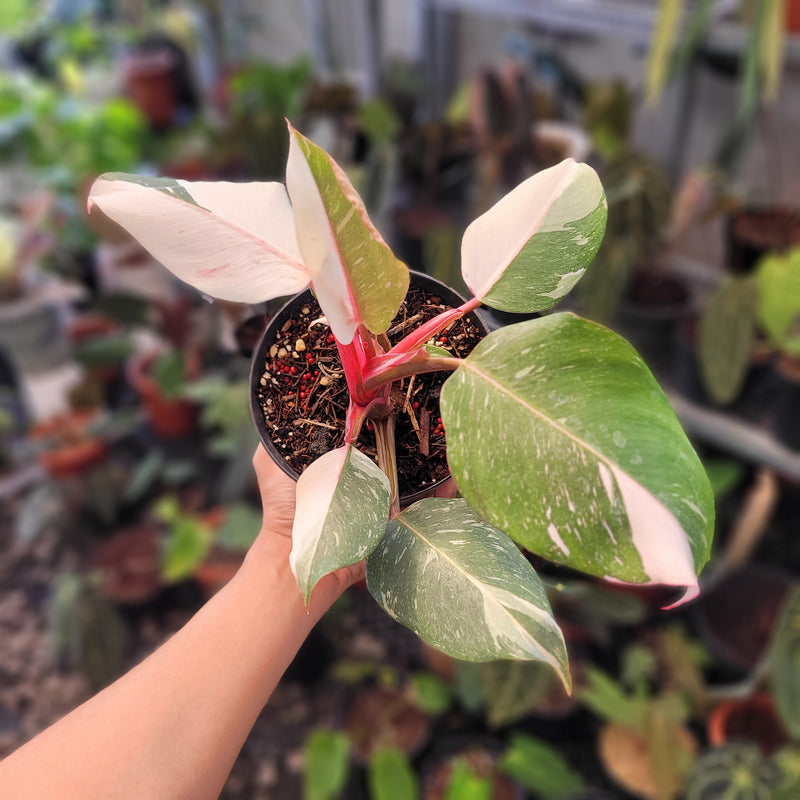 philodendron white knight Philodendron White Knight Mutation — Aroidasia