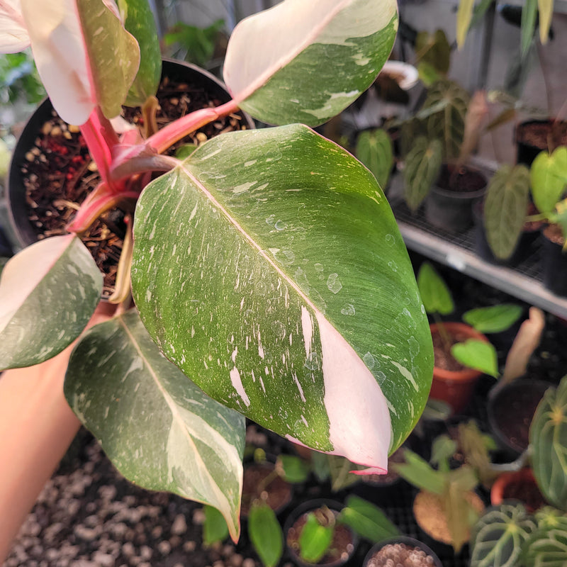 Philodendron White Knight Mutation