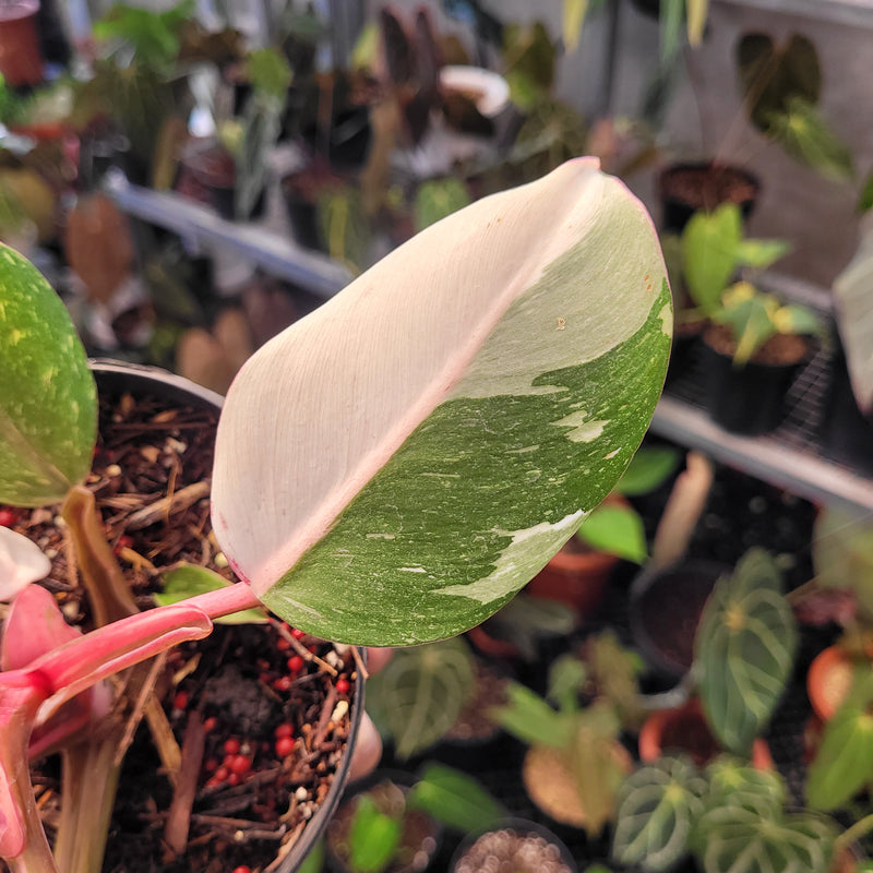 Philodendron White Knight Mutation