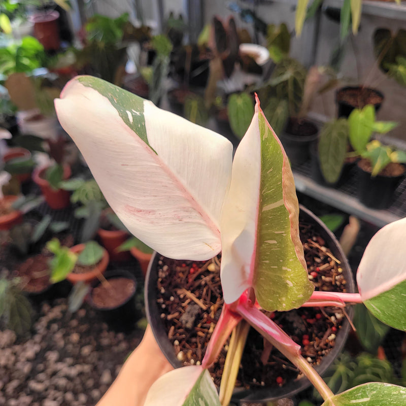 Philodendron White Knight Mutation