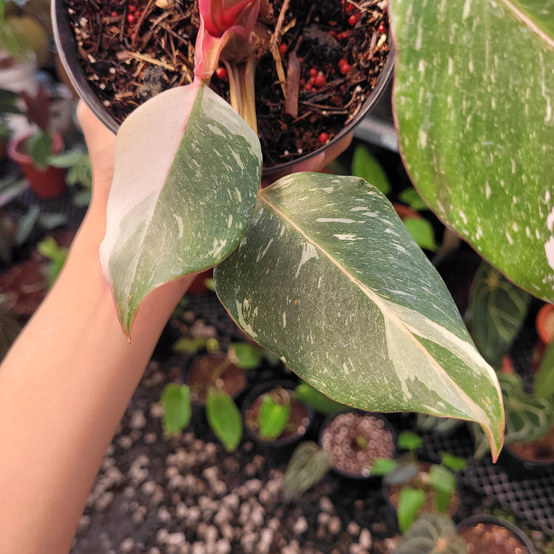 Philodendron White Knight Mutation