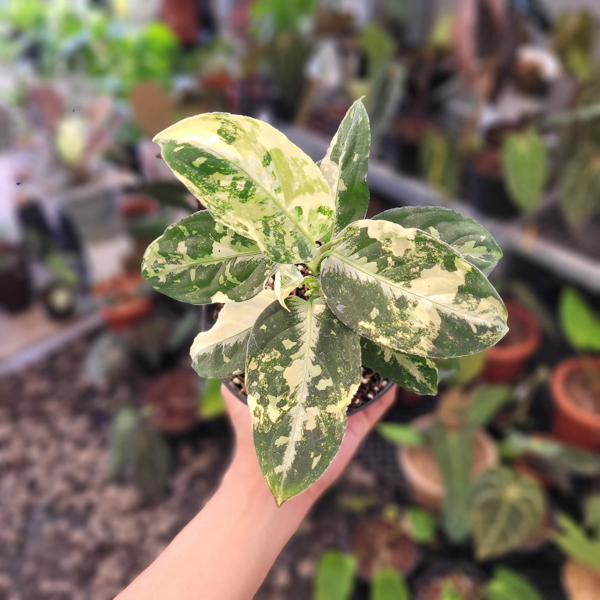 variegated aglaonema Aglaonema Pictum Variegated — Aroidasia