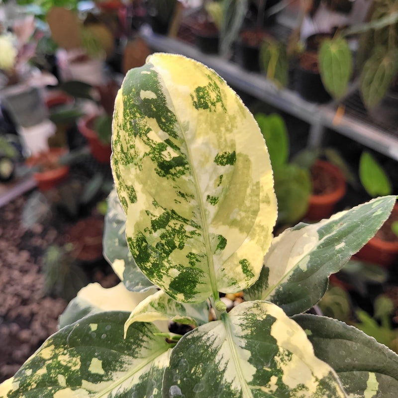 Aglaonema Pictum Variegated