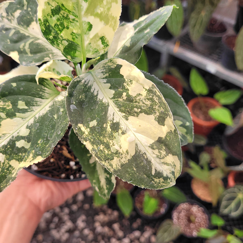Aglaonema Pictum Variegated