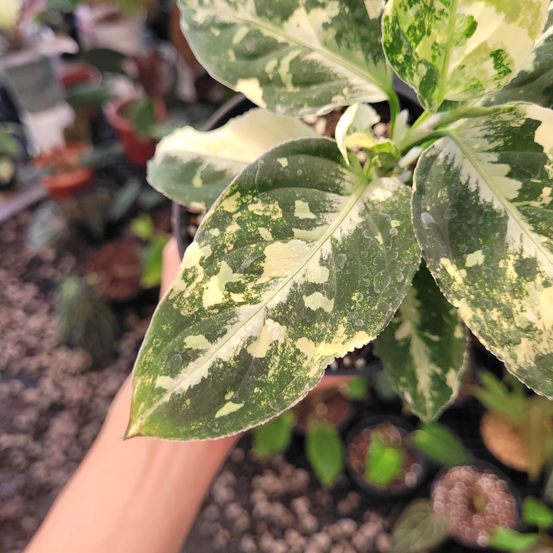 Aglaonema Pictum Variegated