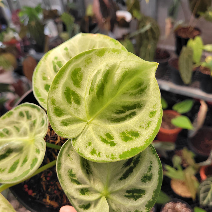 Anthurium Silver Blush x King of Spades