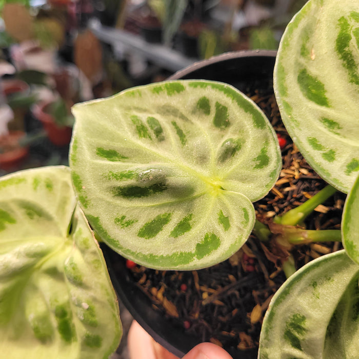 Anthurium Silver Blush x King of Spades