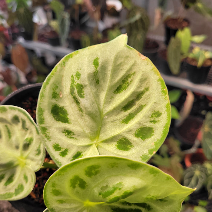 Anthurium Silver Blush x King of Spades