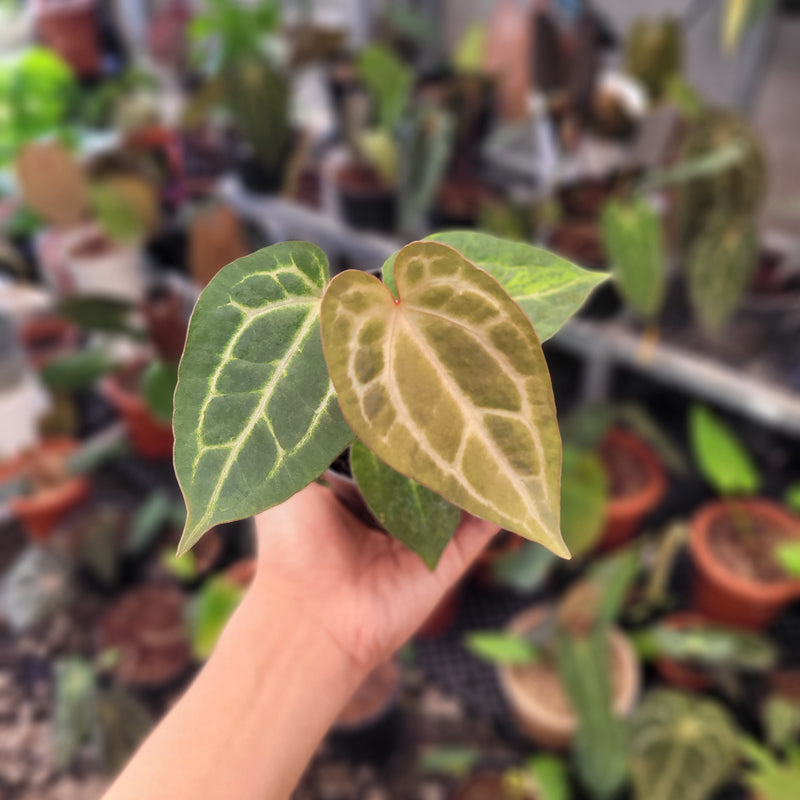 Anthurium Magnificum x AOS Dark Form