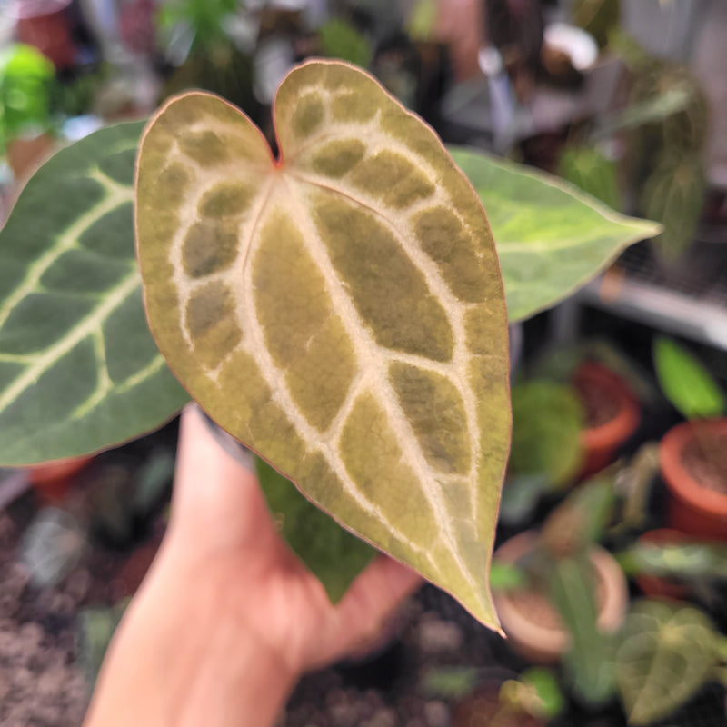 Anthurium Magnificum x AOS Dark Form