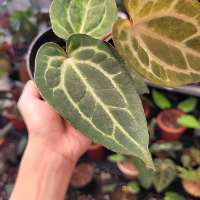 Anthurium Magnificum x AOS Dark Form