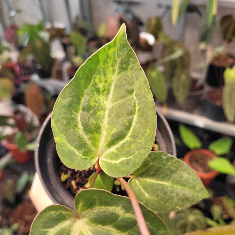 Anthurium Magnificum x AOS Dark Form