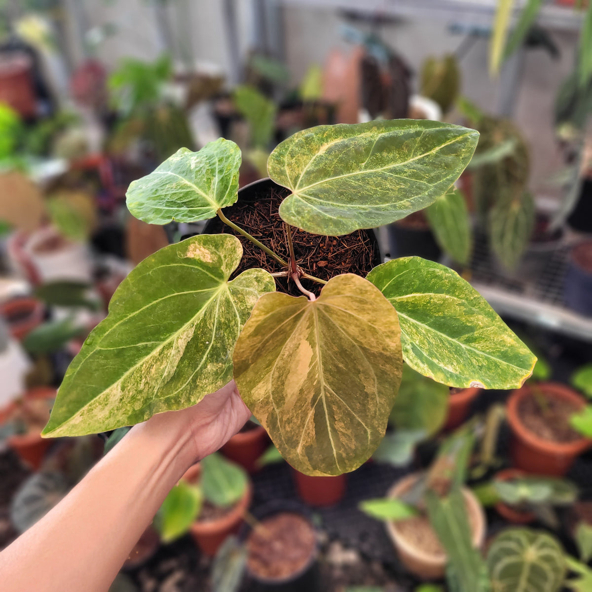 anthurium papillilaminum indonesia form Anthurium Papillilaminum Variegated — Aroidasia