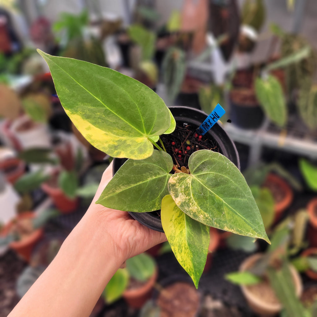 Anthurium Papillilaminum x King of Spades — Aroidasia