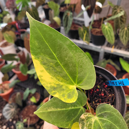 anthurium yellow and brown leaves Anthurium Papillilaminum x King of Spades — Aroidasia