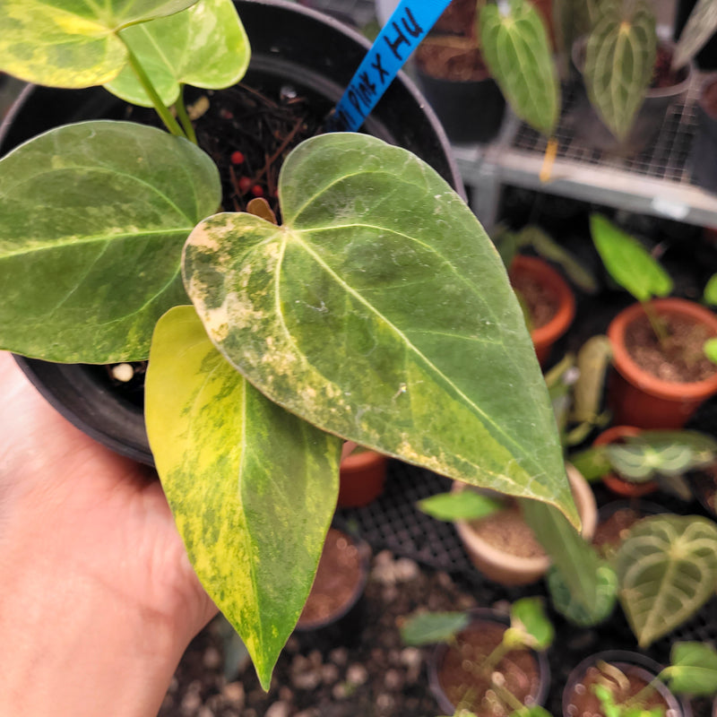 Anthurium Papillilaminum x King of Spades