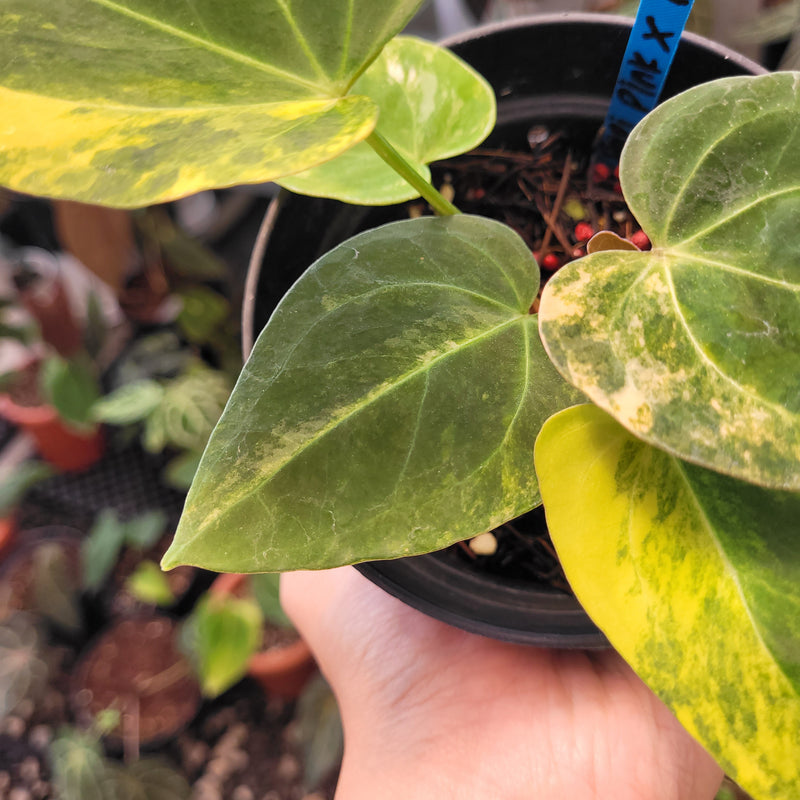 Anthurium Papillilaminum x King of Spades