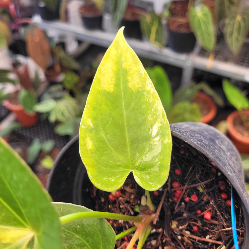 Anthurium Papillilaminum x King of Spades