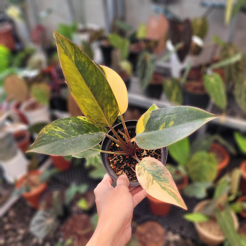 Philodendron Red Congo Variegated