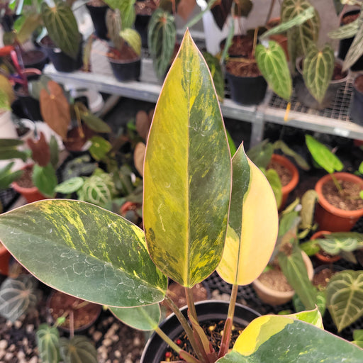 philodendron congo red yellow variegated Philodendron Red Congo variegated 1.7" Plantlet (U28)