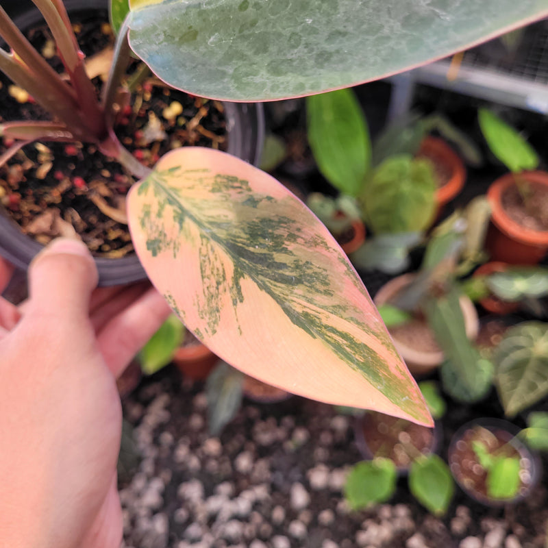 Philodendron Red Congo Variegated
