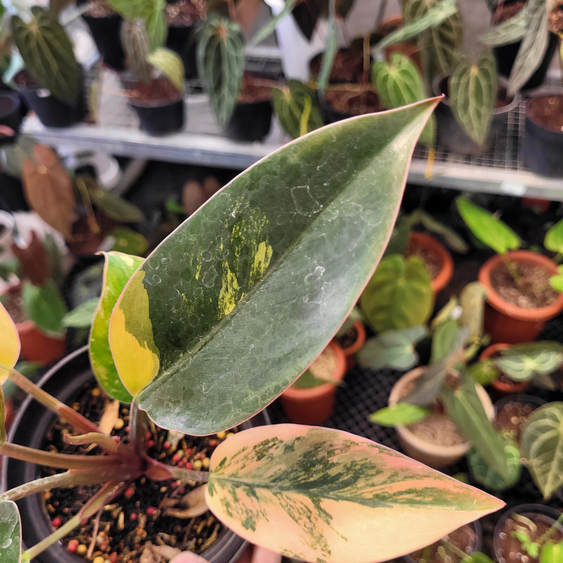 Philodendron Red Congo Variegated