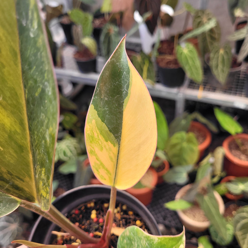 Philodendron Red Congo Variegated