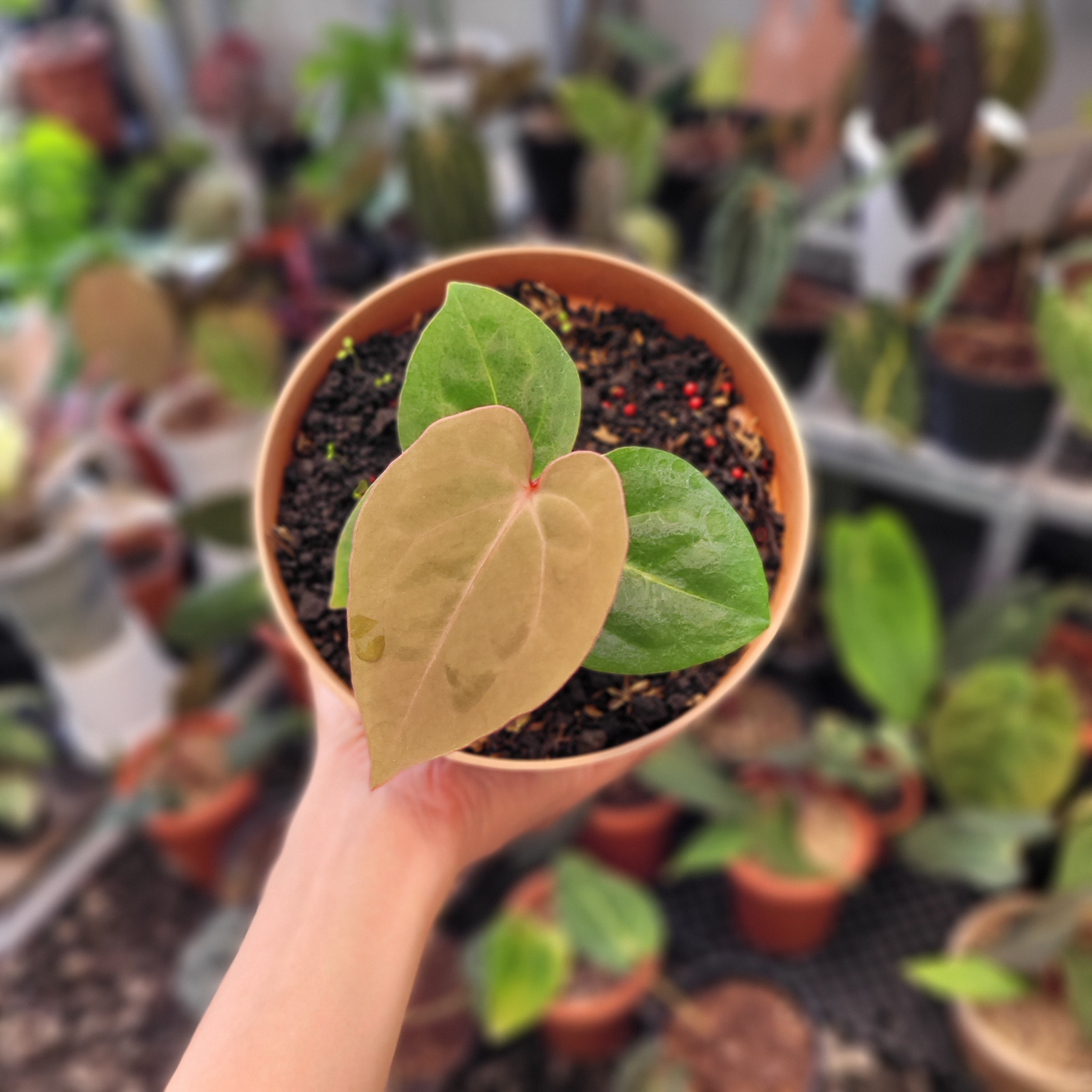 Anthurium Hoffmanii Red Sinus Blood Moon — Aroidasia