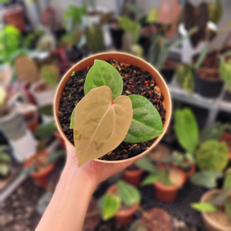 anthurium chamberlainii for sale Anthurium Hoffmanii Red Sinus Blood Moon — Aroidasia