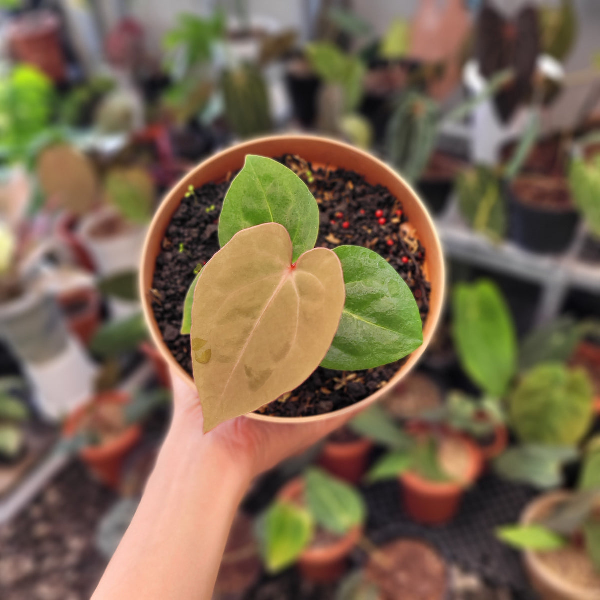 Anthurium Hoffmanii Red Sinus Blood Moon — Aroidasia