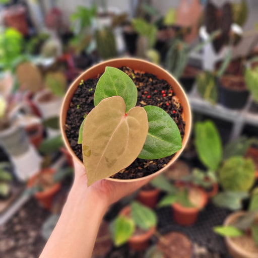 anthurium hoffmanii Anthurium Hoffmanii Red Sinus Blood Moon — Aroidasia