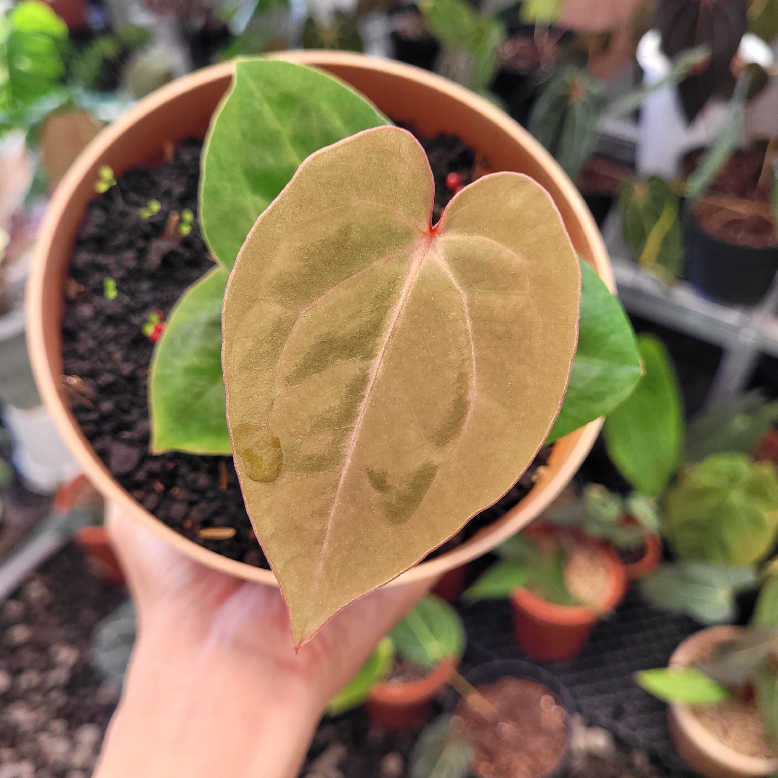 Anthurium Hoffmanii Red Sinus Blood Moon — Aroidasia