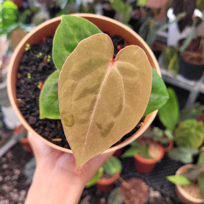 Anthurium Hoffmanii Red Sinus Blood Moon