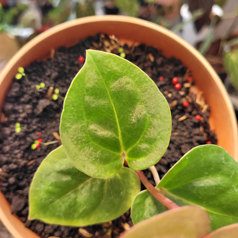 Anthurium Hoffmanii Red Sinus Blood Moon