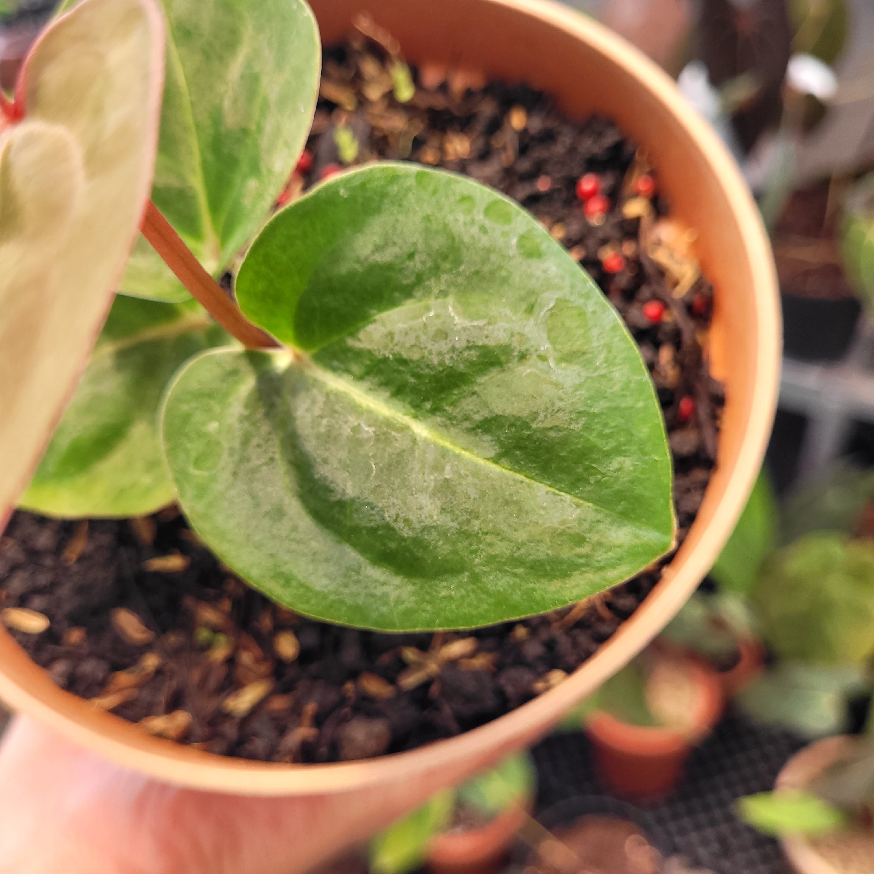 Anthurium Hoffmanii Red Sinus Blood Moon — Aroidasia