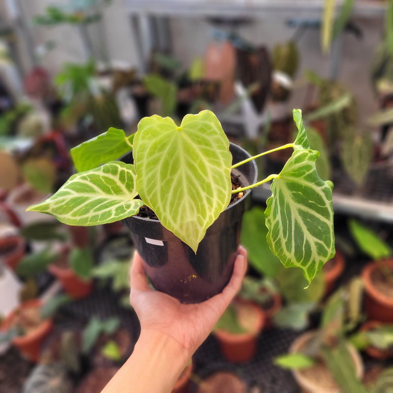 Anthurium Silver Tiger