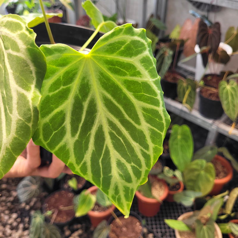 Anthurium Silver Tiger