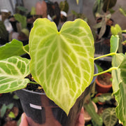 anthurium silver tiger Anthurium Silver Tiger — Aroidasia