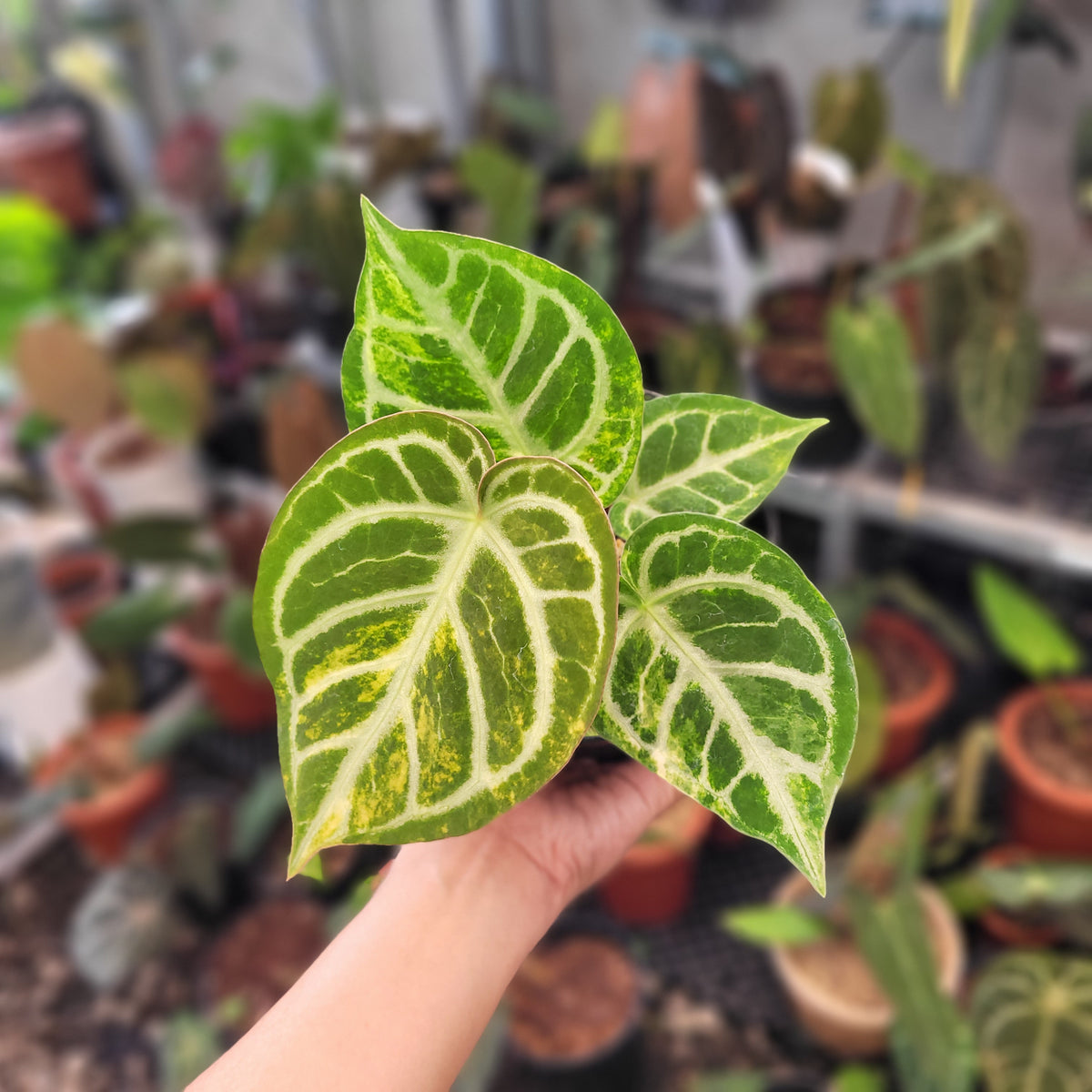 その他観葉植物 Anthurium dorayaki silver x forgetii 🌱 Anthurium Forgetii silver x Dorayaki (mother plant from