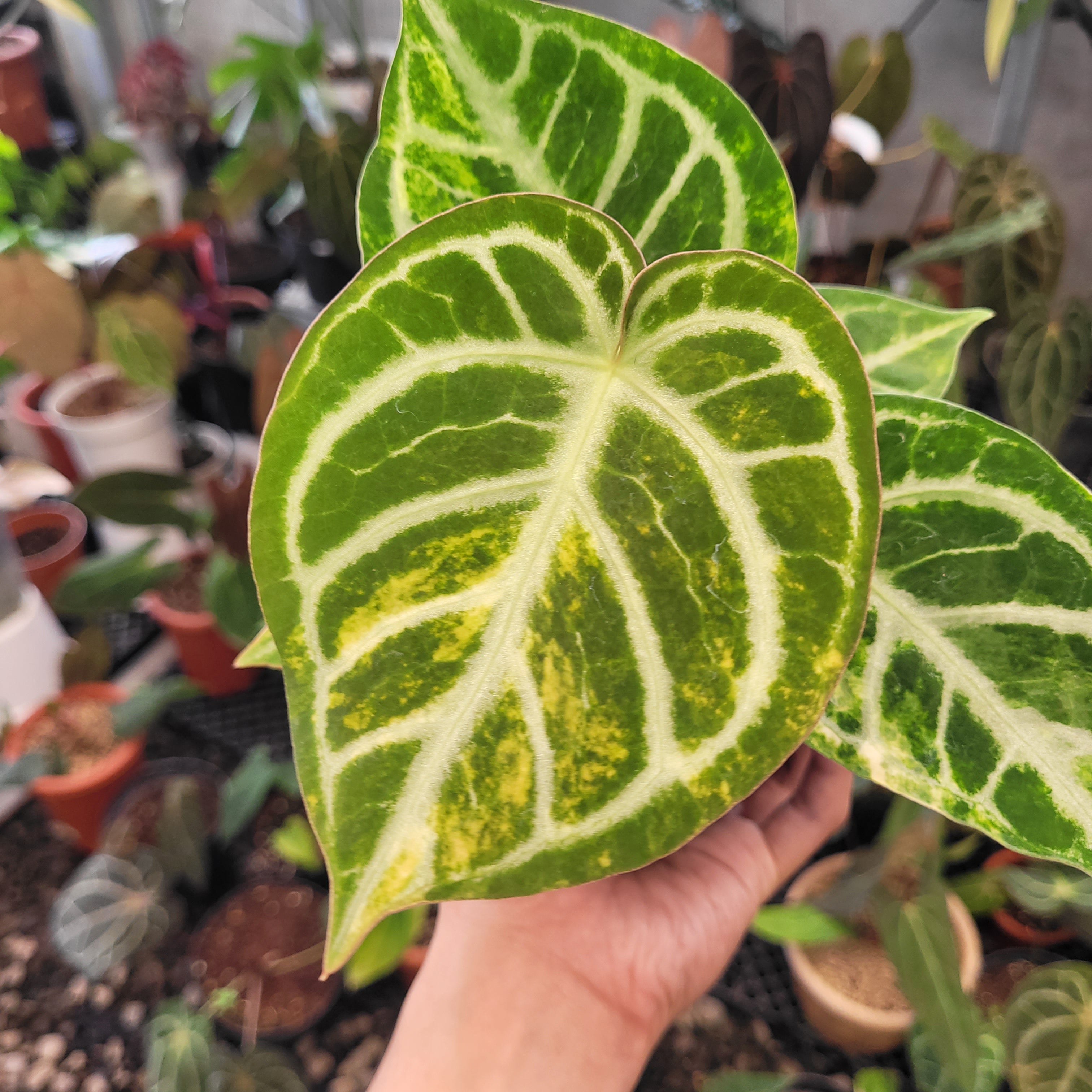 その他観葉植物 Anthurium Dorayaki Silver seedling Anthurium Dorayaki Silver Variegated — Aroidasia