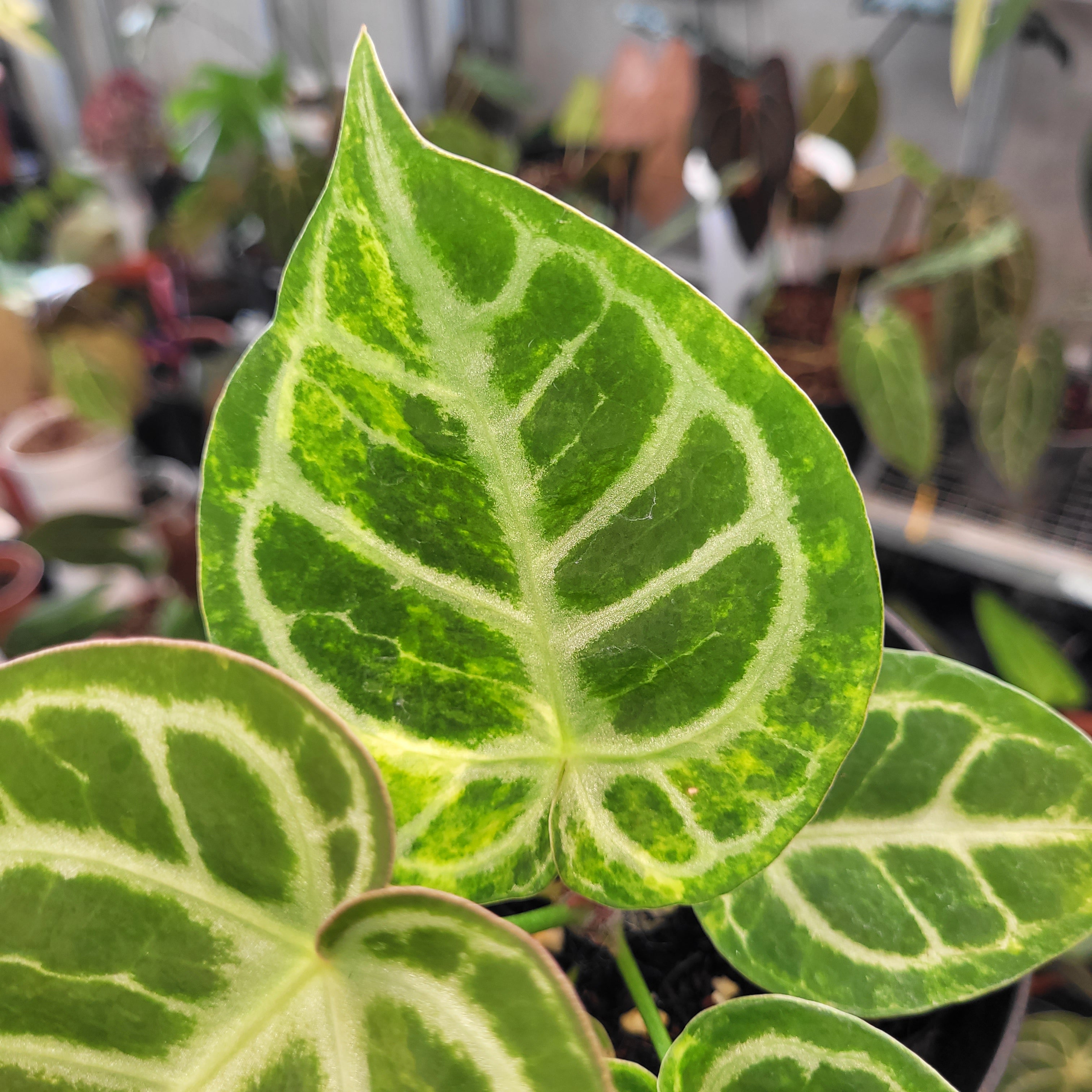 Anthurium Dorayaki Silver Variegated — Aroidasia