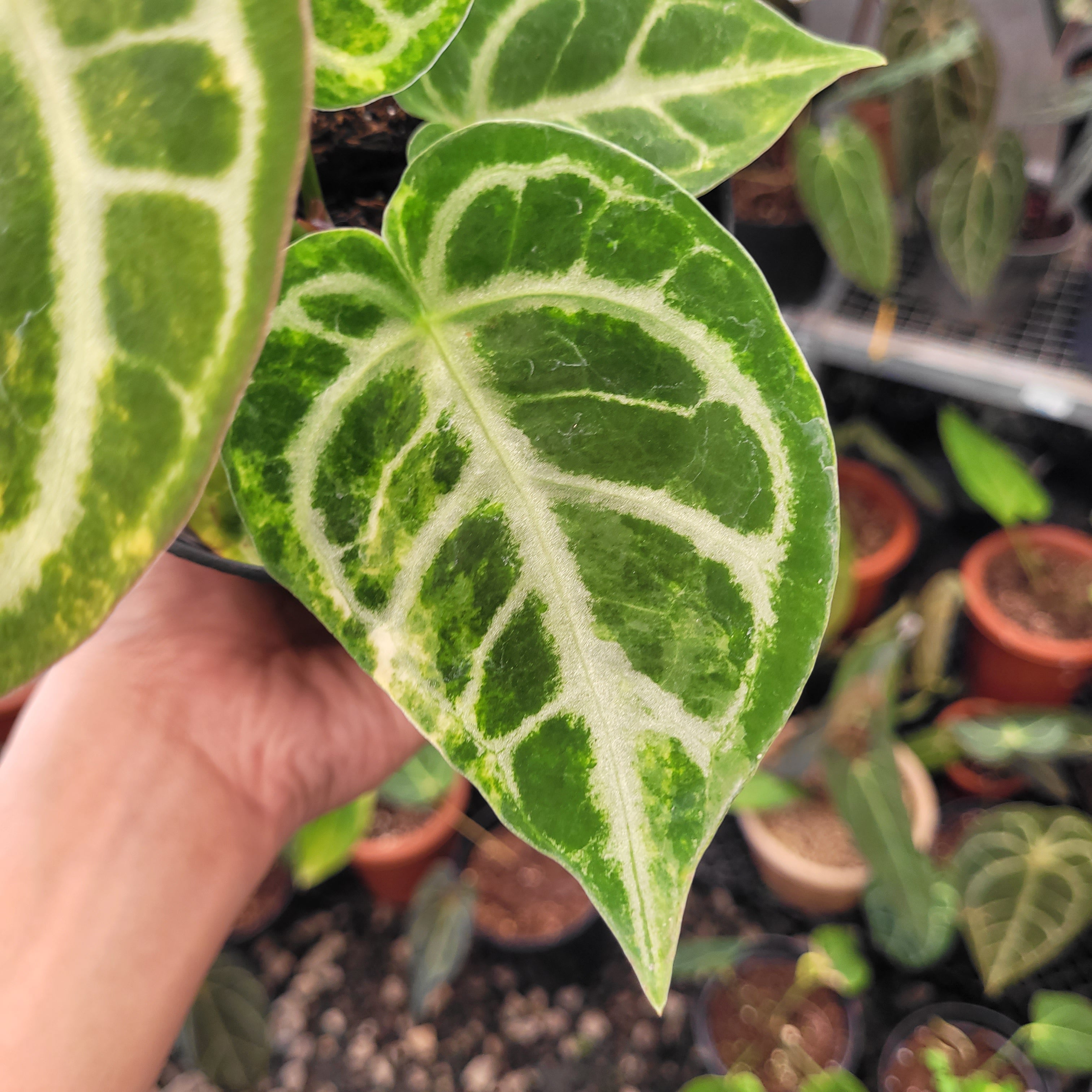 その他観葉植物 Anthurium Dorayaki Silver seedling Anthurium Dorayaki Silver Variegated — Aroidasia