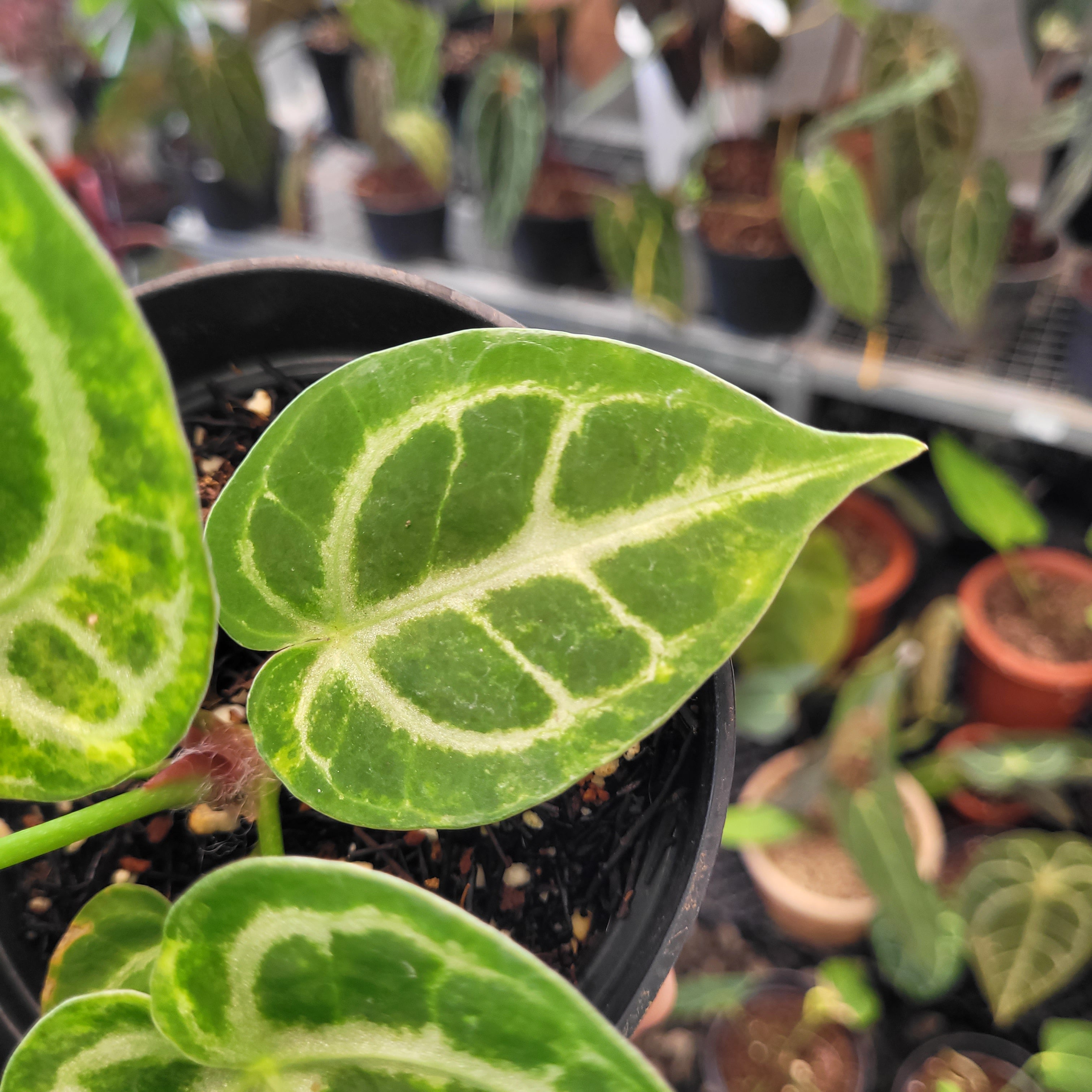その他観葉植物 Anthurium Dorayaki Silver seedling Anthurium Dorayaki Silver Variegated — Aroidasia