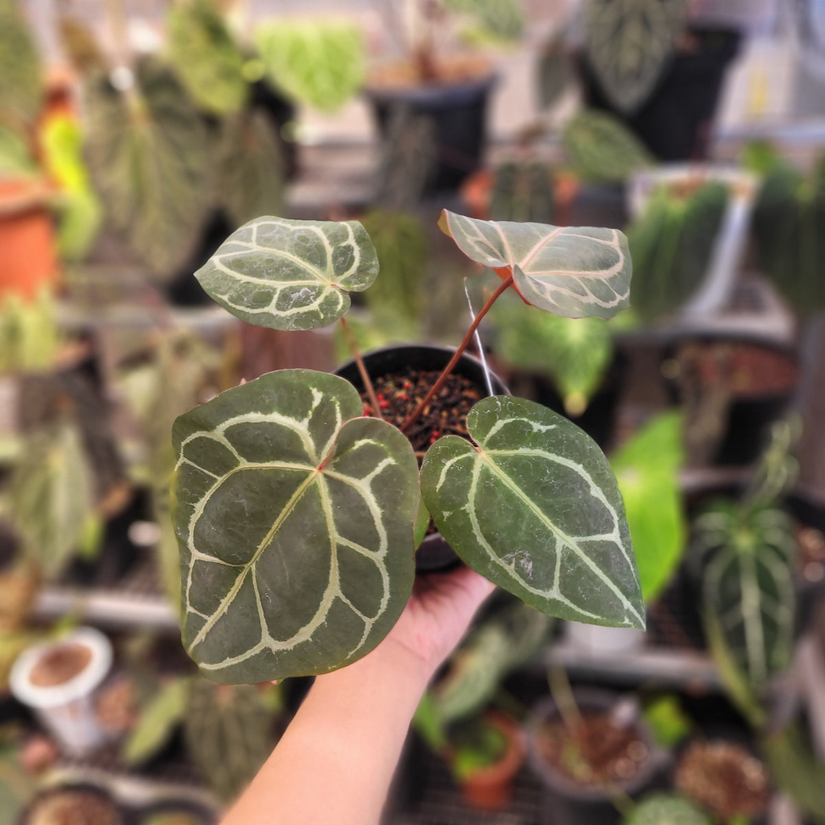 red crystallinum anthurium Anthurium Red Crystallinum — Aroidasia