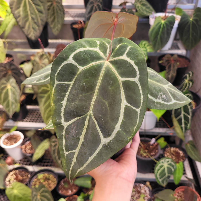Anthurium Red Crystallinum x Warocqueanum