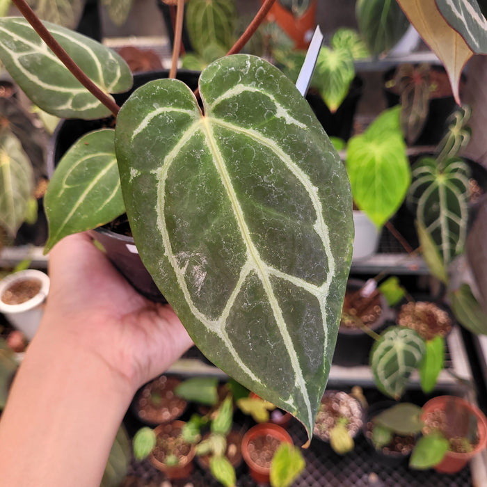 Anthurium Red Crystallinum x Warocqueanum