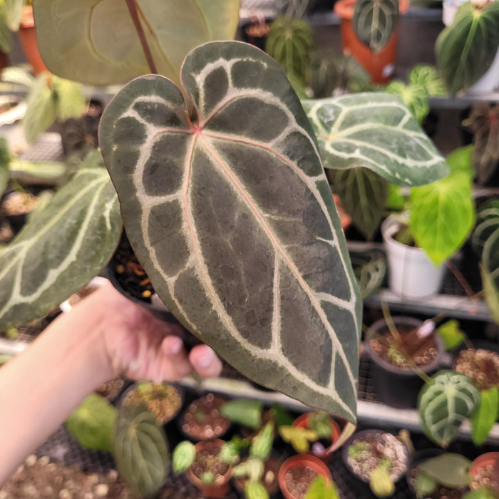 Anthurium Red Crystallinum x Warocqueanum