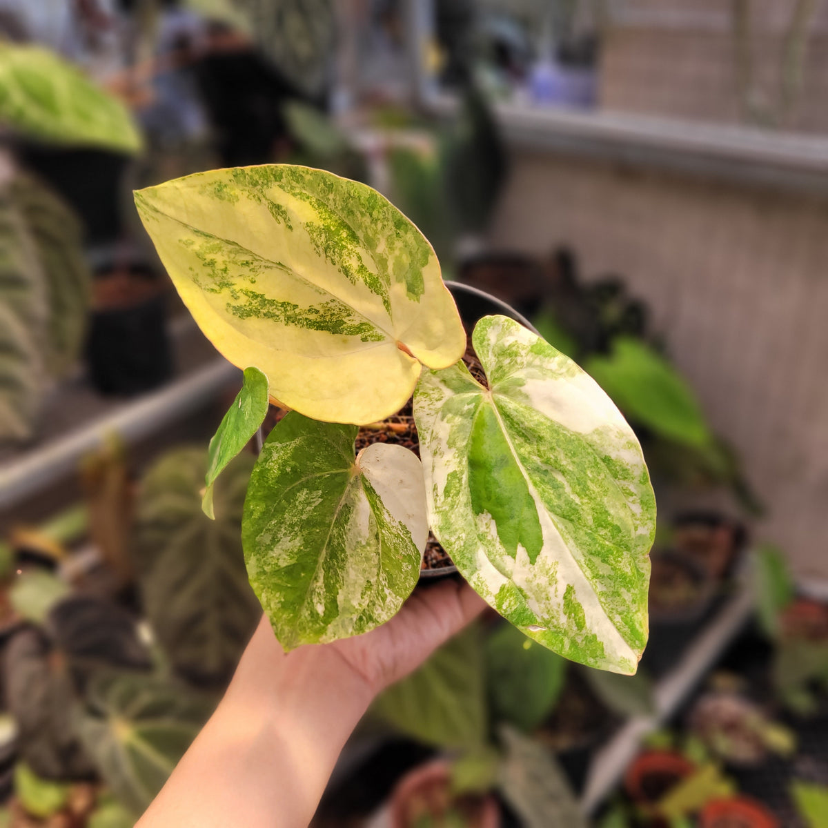 Anthurium Papillilaminum Hybrid Variegated — Aroidasia