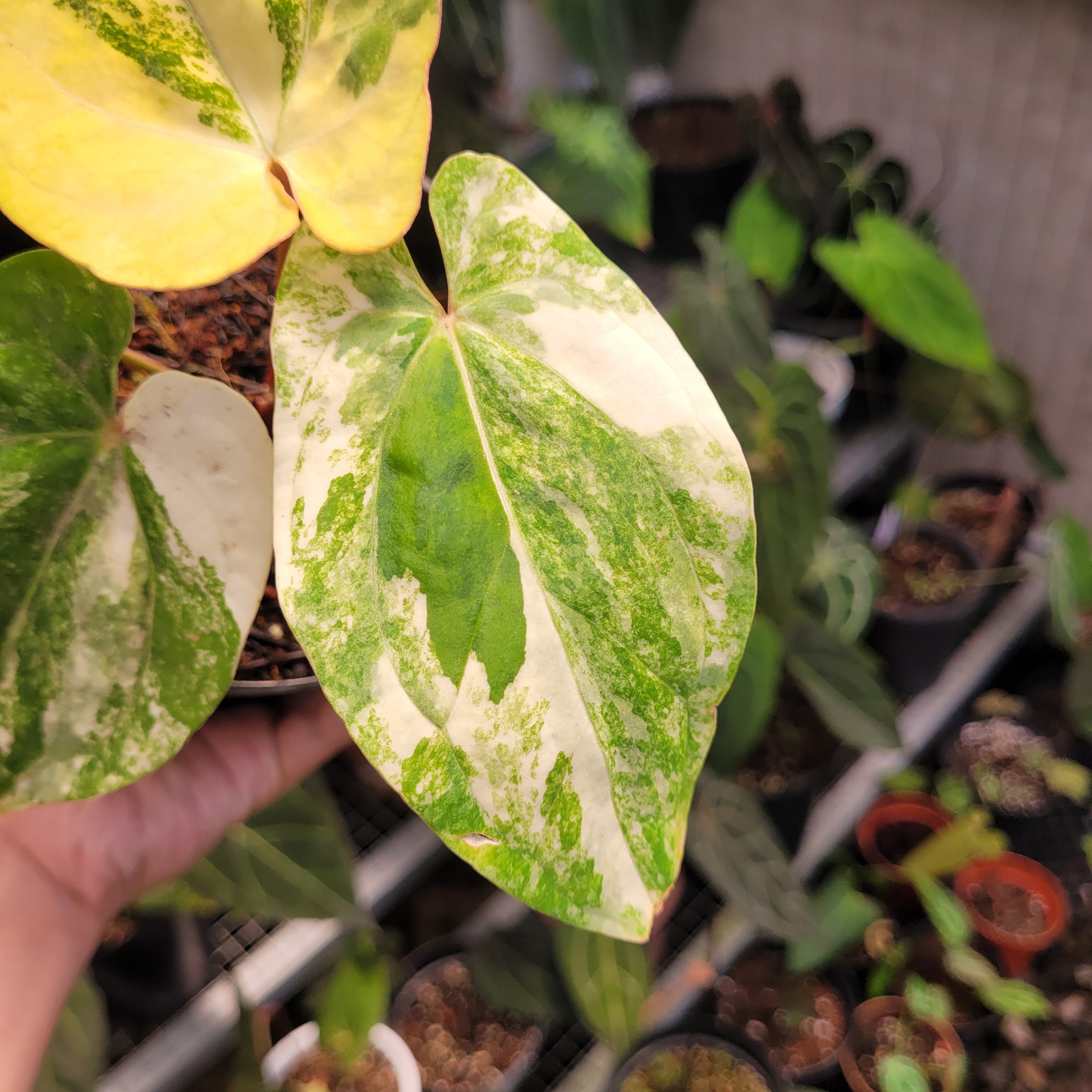 Anthurium Papillilaminum Hybrid Variegated — Aroidasia