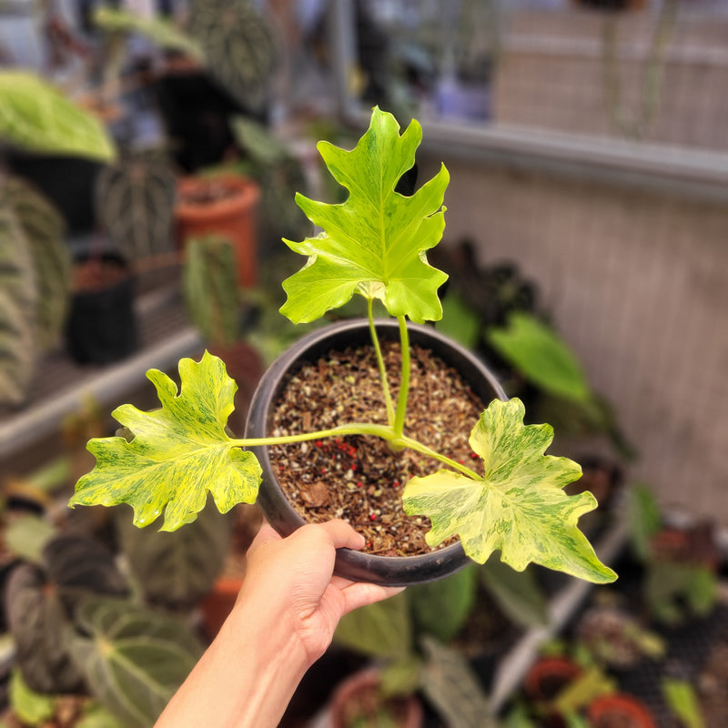 Thaumatophyllum Dragon Fire Variegated